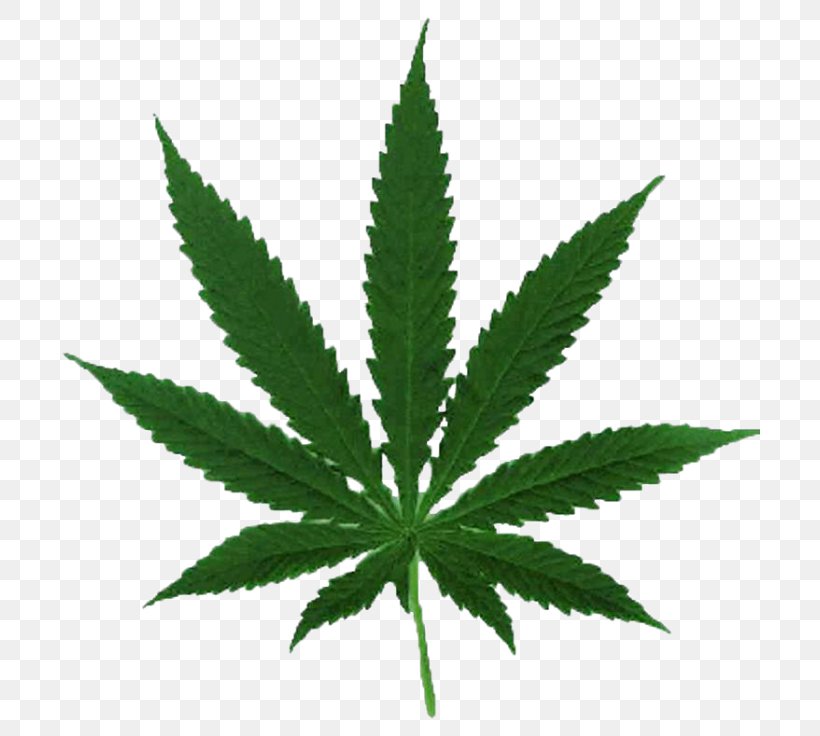 Cannabis Ruderalis Leaf Cannabis Cultivation Hemp, PNG, 700x736px, Cannabis, Cannabis Cultivation, Cannabis Ruderalis, Drug, Hash Oil Download Free