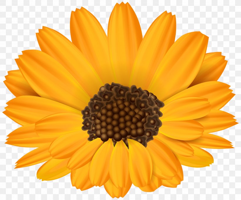 Common Sunflower Template Paper Leaf, PNG, 6000x4976px, Hospice Uk, Calendula, Chrysanths, Common Sunflower, Daisy Family Download Free