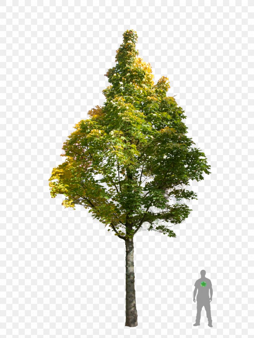 Fir Norway Maple Acer Campestre Oak Tree, PNG, 902x1200px, Fir, Acer Campestre, Branch, Broadleaved Tree, Buckeyes Download Free