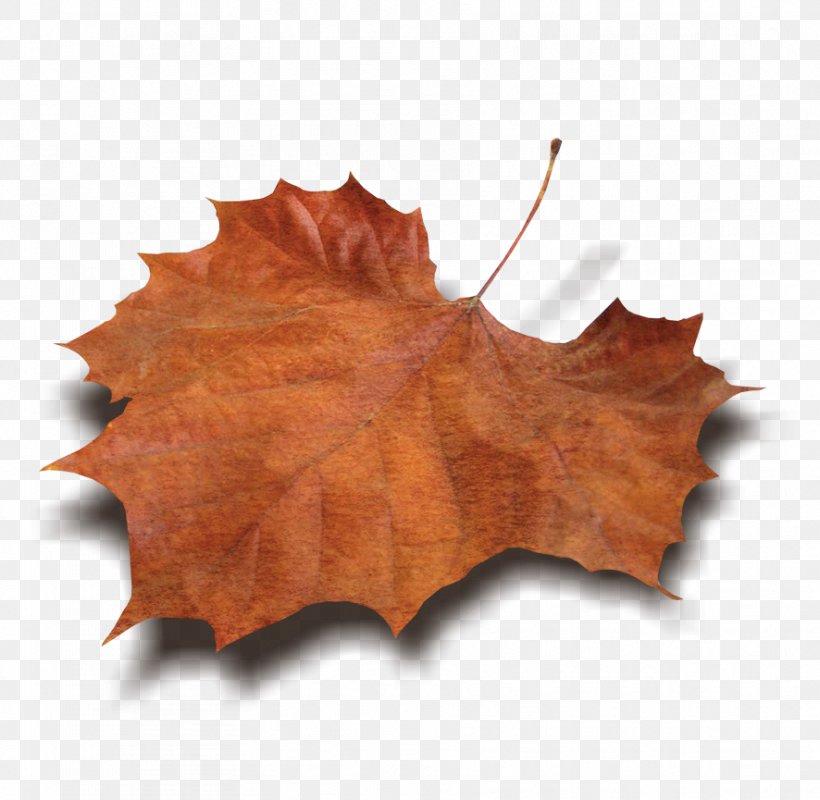 Leaf Autumn Leaves Winter, PNG, 886x865px, Leaf, Autumn, Autumn Leaves, Blog, Maple Leaf Download Free