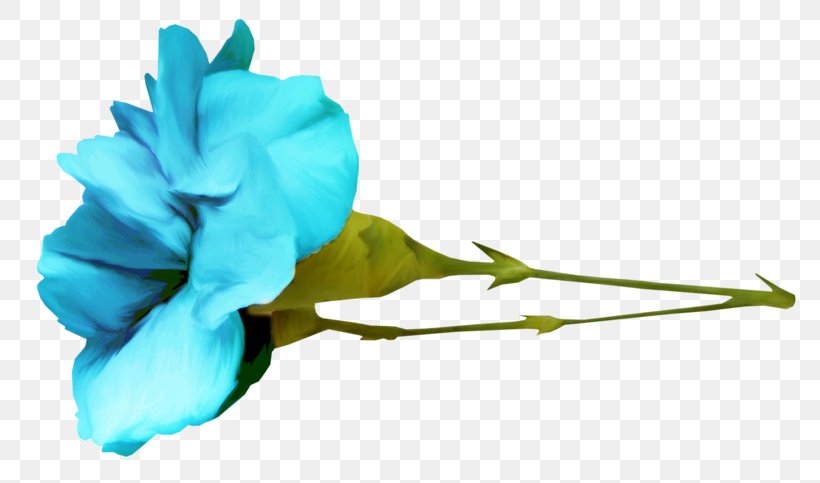 Garden Roses Image Clip Art Vector Graphics, PNG, 800x483px, Garden Roses, Blue, Bud, Copyright, Cut Flowers Download Free