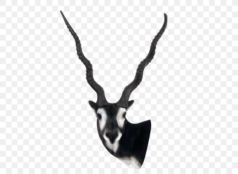 Antelope Horn Blackbuck Deer Gazelle, PNG, 600x600px, Antelope, Antler, Archery, Black And White, Blackbuck Download Free