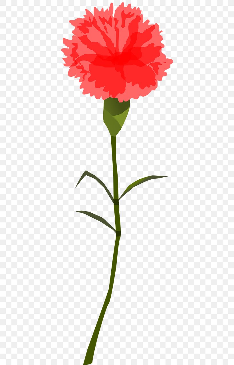 Carnation Clip Art, PNG, 640x1280px, Carnation, Annual Plant, Cut Flowers, Dianthus, Flora Download Free