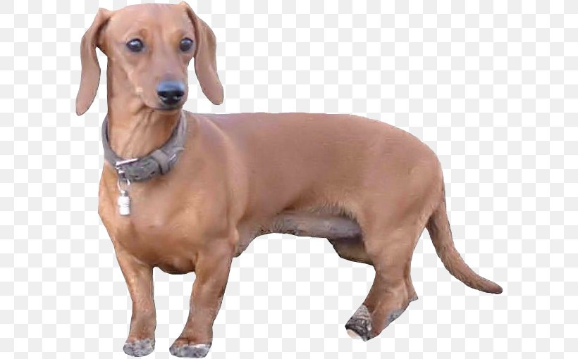 Dachshund Redbone Coonhound Dog Breed Companion Dog Longdog, PNG, 612x510px, Dachshund, Black And Tan Coonhound, Breed, Carnivoran, Companion Dog Download Free