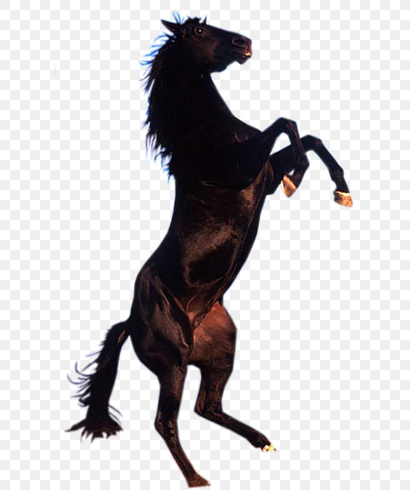 Gallop Pony American Quarter Horse Standing Horse American Paint Horse, PNG, 599x980px, Gallop, American Paint Horse, American Quarter Horse, Bridle, Driving Download Free