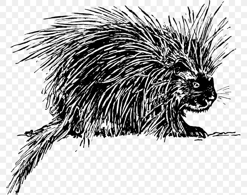 Hedgehog Porcupine Rodent Clip Art, PNG, 779x647px, Hedgehog, Beaver, Black And White, Carnivoran, Crested Porcupine Download Free