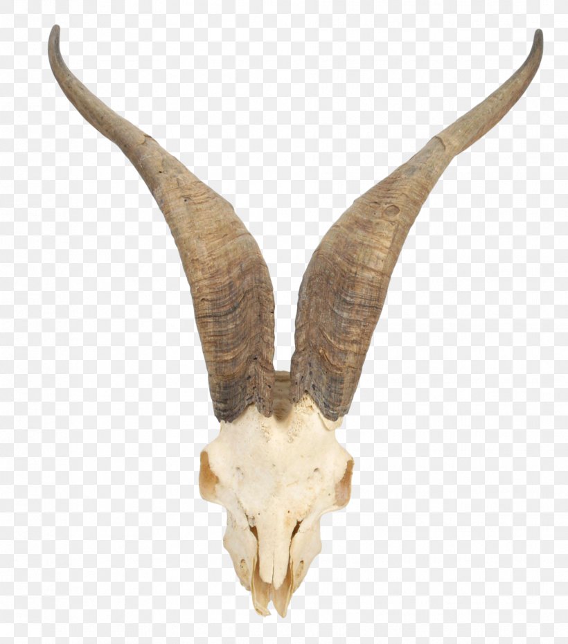 Mountain Goat Horn Skull Cattle, PNG, 1864x2116px, Goat, Antelope, Antler, Bone, Cattle Download Free