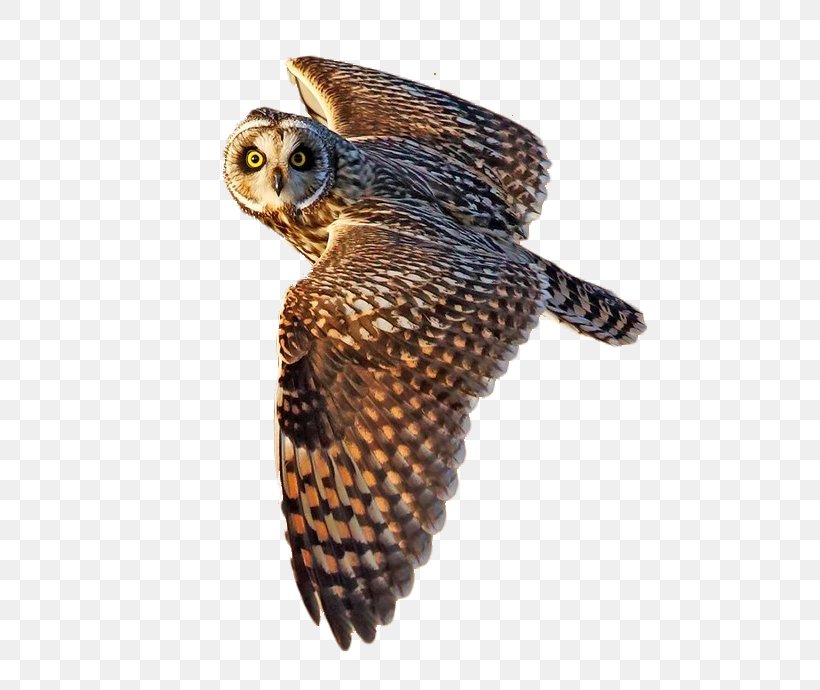 Short-eared Owl Bird Flight Little Owl, PNG, 601x690px, Owl, Animal, Barn Owl, Beak, Bird Download Free