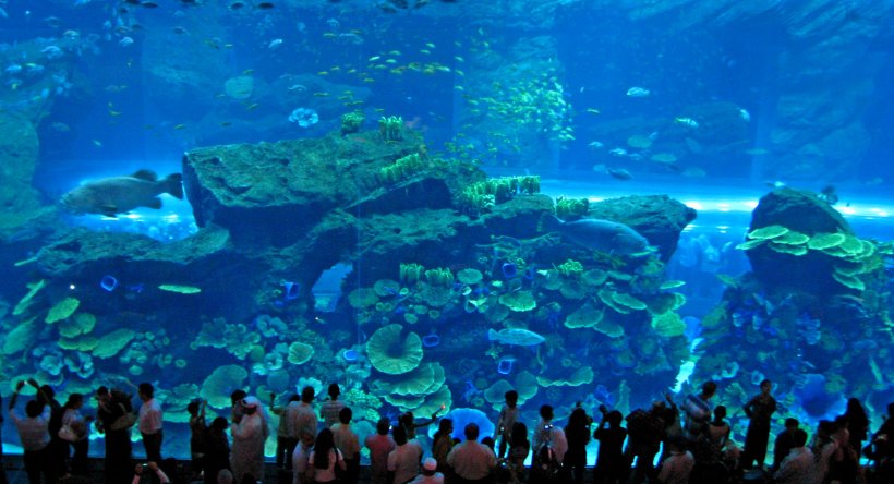The Dubai Mall Burj Khalifa Dubai Marina Mall Of The Emirates Dubai Aquarium & Underwater Zoo, PNG, 1632x884px, Dubai Mall, Aquarium, Aquarium Lighting, Burj Khalifa, Coral Reef Download Free