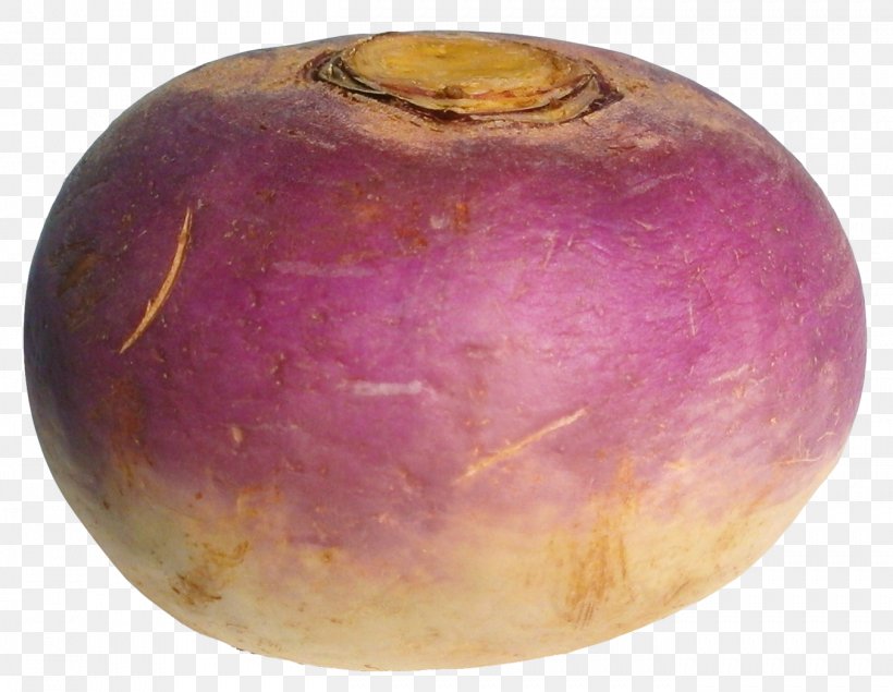 Turnip Radish Vegetable, PNG, 1353x1048px, Shalgam, Carrot, Celeriac, Eintopf, Fruit Download Free