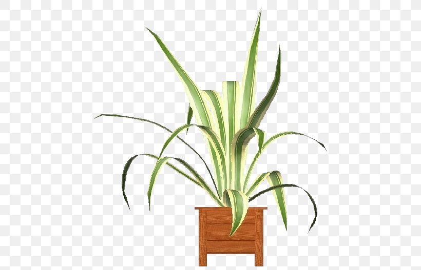 Flowerpot Houseplant Plant Flower Grass, PNG, 750x527px, Flowerpot, Flower, Grass, Grass Family, Houseplant Download Free