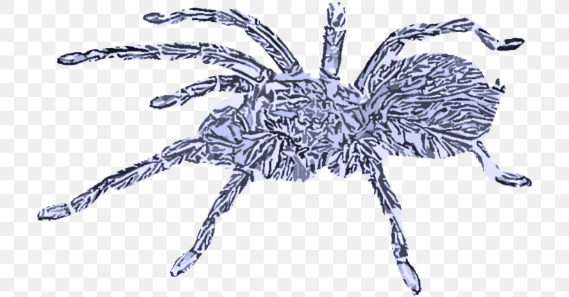 Spider Tarantula Araneus Cavaticus Arachnid Insect, PNG, 716x428px, Spider, Animal Figure, Arachnid, Araneus, Araneus Cavaticus Download Free