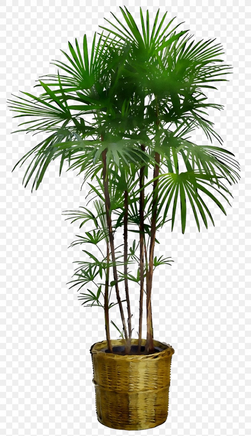 Dracaena Reflexa Houseplant Tree Plants Furniture, PNG, 934x1622px, Dracaena Reflexa, Arecales, Borassus Flabellifer, Desert Palm, Dracaena Download Free