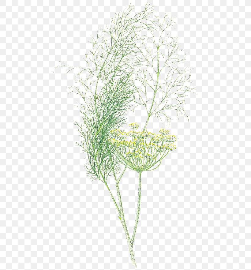 English Lavender Dill Herb Fennel Umbel, PNG, 500x882px, English Lavender, Annual Plant, Branch, Common Rue, Dill Download Free