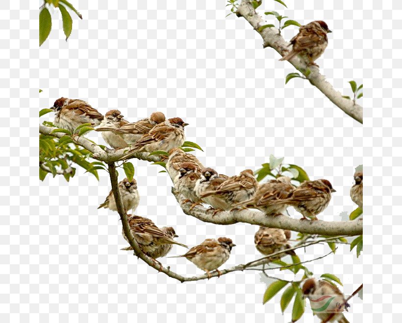 Eurasian Tree Sparrow Four Pests Campaign Mahjong Bird, PNG, 660x660px, Sparrow, Bird, Branch, Eurasian Tree Sparrow, Fauna Download Free