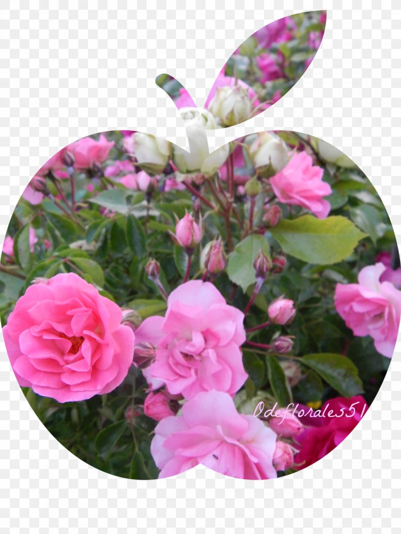 Floral Design Flower Garden Roses, PNG, 1200x1600px, Floral Design, Annual Plant, Azalea, Begonia, Color Download Free