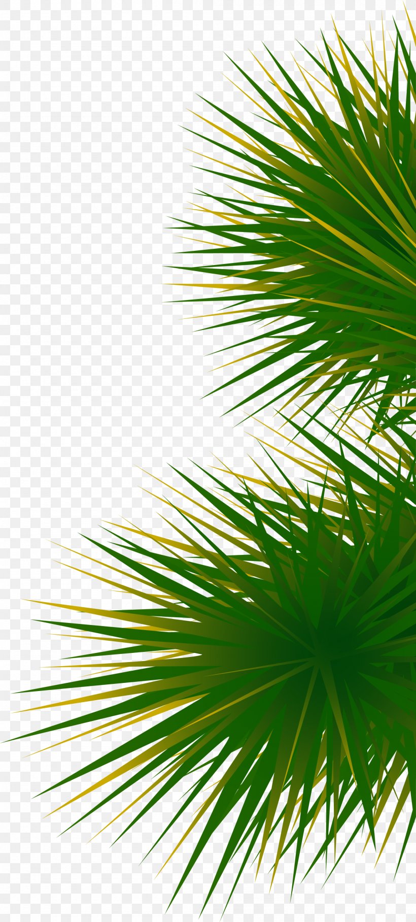 Green And Simple Grass, PNG, 2000x4430px, Arecaceae, Arecales, Asian Palmyra Palm, Borassus Flabellifer, Grass Download Free