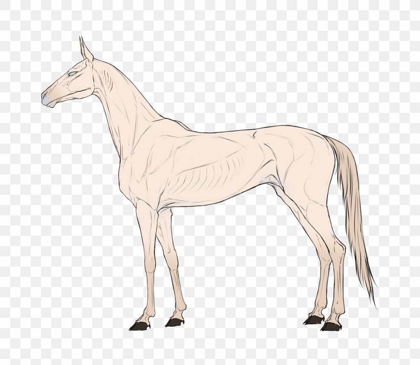 Mule Foal Stallion Mare Colt, PNG, 1600x1390px, Mule, Animal Figure, Bridle, Colt, Donkey Download Free