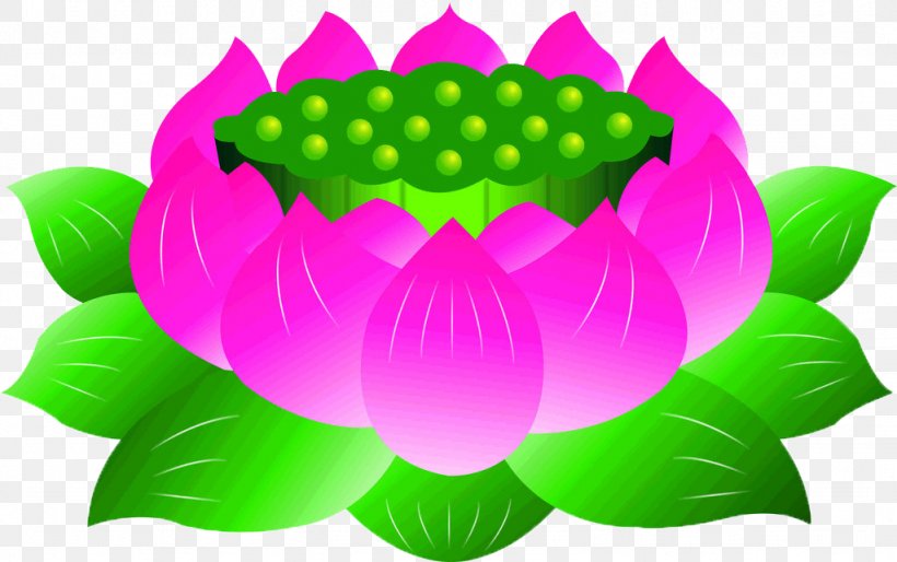 Nelumbo Nucifera Poster, PNG, 1024x642px, Nelumbo Nucifera, Aquatic Plant, Creativity, Editing, Flower Download Free