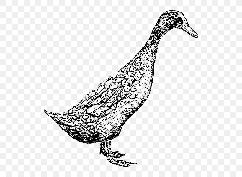 Bird Line Drawing, PNG, 543x600px, Duck, Animal, Beak, Bird, Bird Stamp Download Free