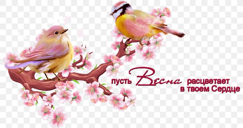 Cherry Blossom Branch Clip Art, PNG, 800x435px, Cherry Blossom, Beak, Branch, Drawing, Flower Download Free