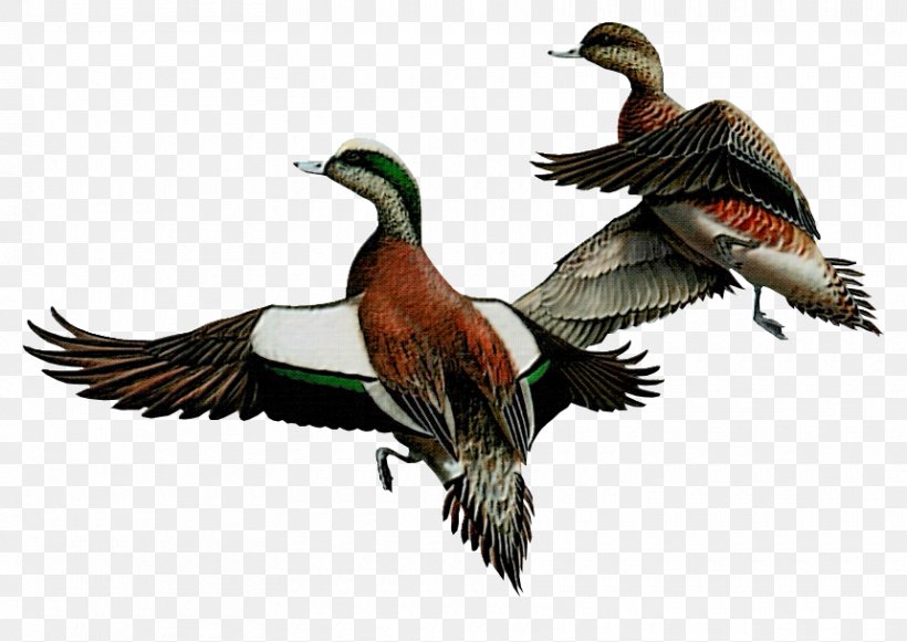 Duck Goose Bird Painter Clip Art, PNG, 860x610px, Duck, Animal, Author, Beak, Bird Download Free