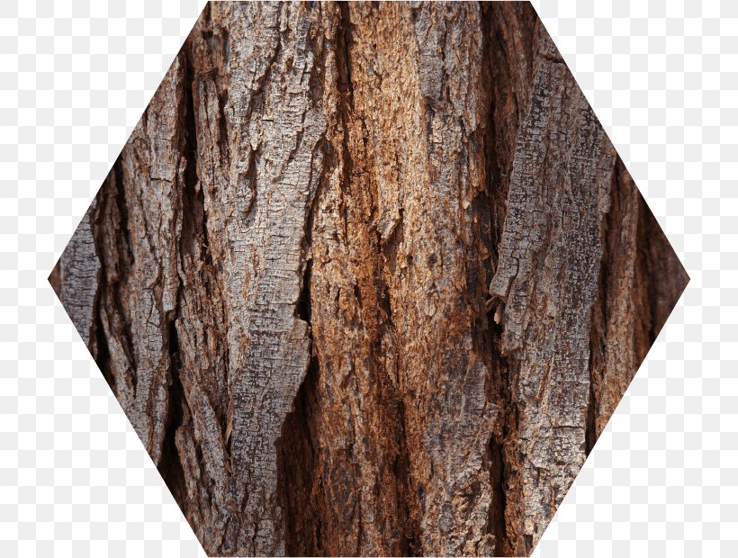 Stock Photography Royalty-free Tree, PNG, 716x620px, Stock Photography, Bark, Highdefinition Television, Plant Stem, Rock Download Free