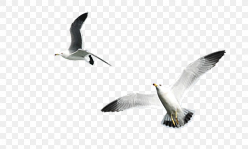 Gulls Bird Download, PNG, 945x567px, Gulls, Beak, Bird, Charadriiformes, Common Gull Download Free