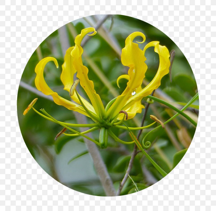 Honeysuckle ஆம்பல் மலர் Flame Lily Vine Plant Stem, PNG, 800x800px, Honeysuckle, Beauty, Fire Lilies, Flame Lily, Flora Download Free