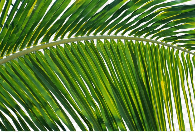 Leaf Coconut, PNG, 1024x696px, Leaf, Arecales, Coconut, Designer, Elaeis Download Free