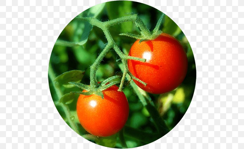 Pencil Vegetable Food Herb Seed, PNG, 500x500px, Pencil, Bush Tomato, Cherry Tomato, Coriander, Food Download Free