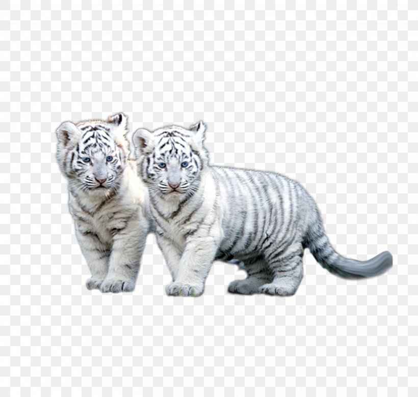 The White Tiger Siberian Tiger Clip Art, PNG, 2480x2362px, White Tiger, Animal, Big Cats, Carnivoran, Cat Like Mammal Download Free