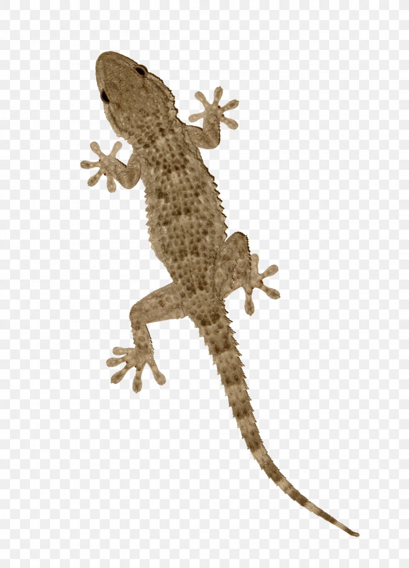 Agama Tokay Gecko Lizard Reptile, PNG, 1152x1600px, Agama, Agamidae, Amphibian, Fauna, Fotolia Download Free