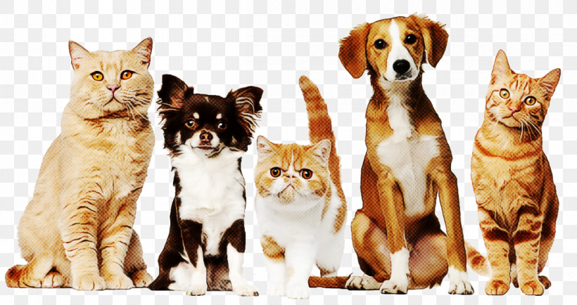 Cat Small To Medium-sized Cats Companion Dog Dog, PNG, 1200x636px, Cat, Companion Dog, Dog, Small To Mediumsized Cats Download Free