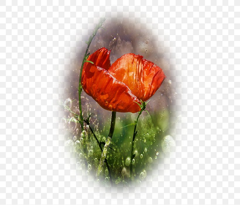 Flower Love, PNG, 494x701px, Video, Anthurium, Coquelicot, Corn Poppy, Dailymotion Download Free