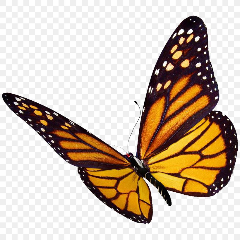 Monarch Butterfly Desktop Wallpaper Clip Art, PNG, 820x820px, Butterfly, Arthropod, Brush Footed Butterfly, Greta Oto, Insect Download Free
