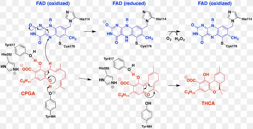 Tetrahydrocannabinolic Acid Synthase Decarboxylation Enzyme Cannabinoid, PNG, 2625x1343px, Tetrahydrocannabinolic Acid, Acid, Area, Biosynthesis, Body Jewelry Download Free