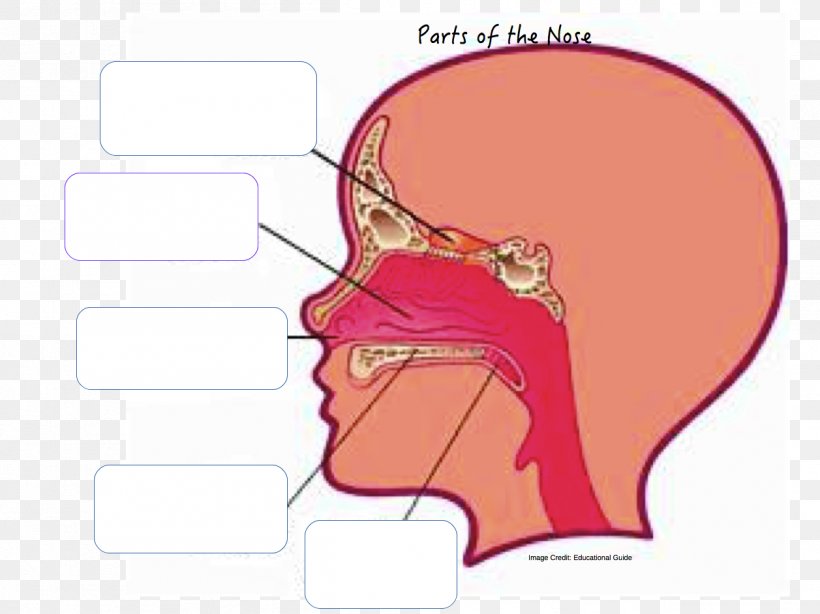 Anatomy Of The Human Nose Nasal Cavity Nostril, PNG, 1257x942px, Watercolor, Cartoon, Flower, Frame, Heart Download Free