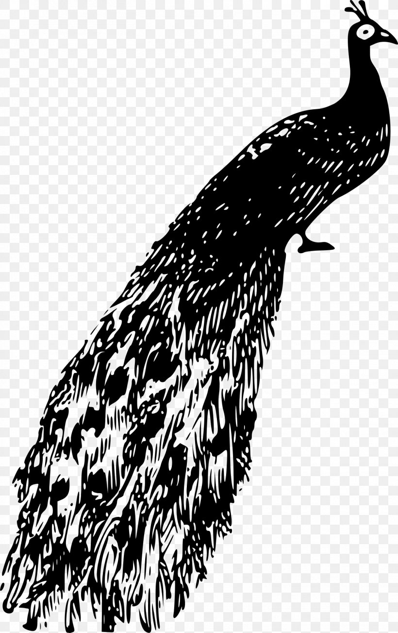 Bird Peafowl Clip Art, PNG, 1508x2398px, Bird, Animal, Beak, Bird Of Prey, Black And White Download Free