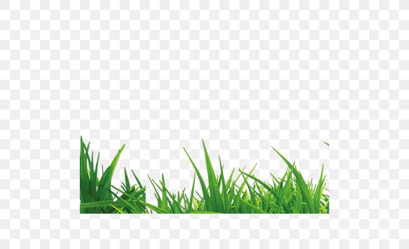 Handbook Of Green Energy Microchloa Grass, PNG, 500x500px, Microchloa, Black, Grass, Grass Family, Grasses Download Free
