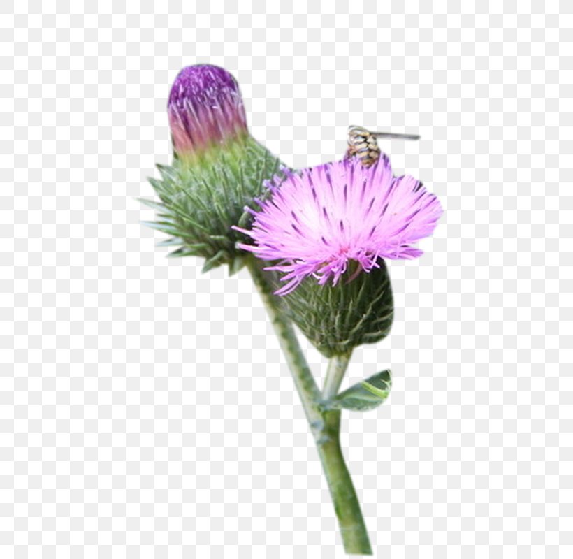 Milk Thistle Greater Burdock, PNG, 800x800px, Milk Thistle, Aster, Burdock, Cut Flowers, Flower Download Free