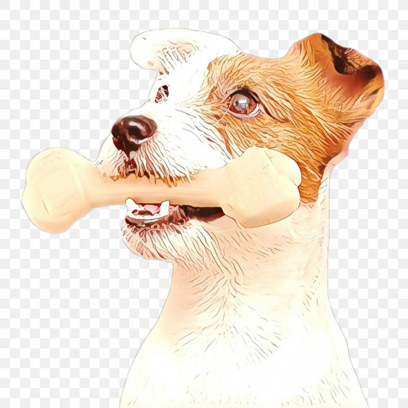Dog Companion Dog Snout Sealyham Terrier Rare Breed (dog), PNG, 1000x1001px, Dog, Companion Dog, Rare Breed Dog, Russell Terrier, Sealyham Terrier Download Free