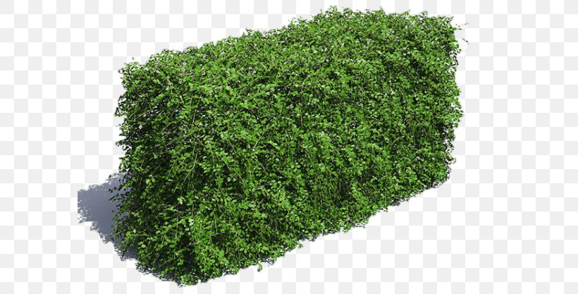 Green Grass Background, PNG, 600x417px, 3d Computer Graphics, 3d Modeling, Hedge, Aonori, Arborvitae Download Free