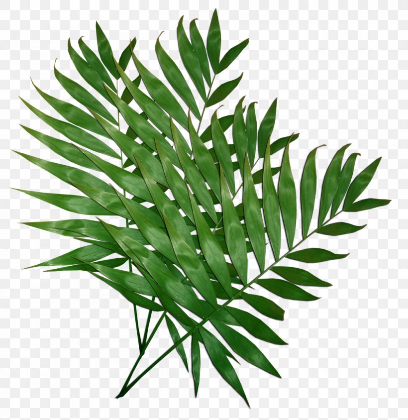 Leaf Plant Clip Art, PNG, 1049x1080px, Leaf, Arecales, Computer Graphics, Computer Software, Grass Download Free
