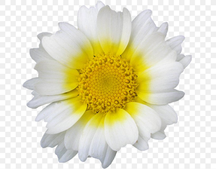 Marguerite Daisy Common Daisy Oxeye Daisy Image, PNG, 650x641px, Marguerite Daisy, Annual Plant, Argyranthemum, Aster, Asterales Download Free