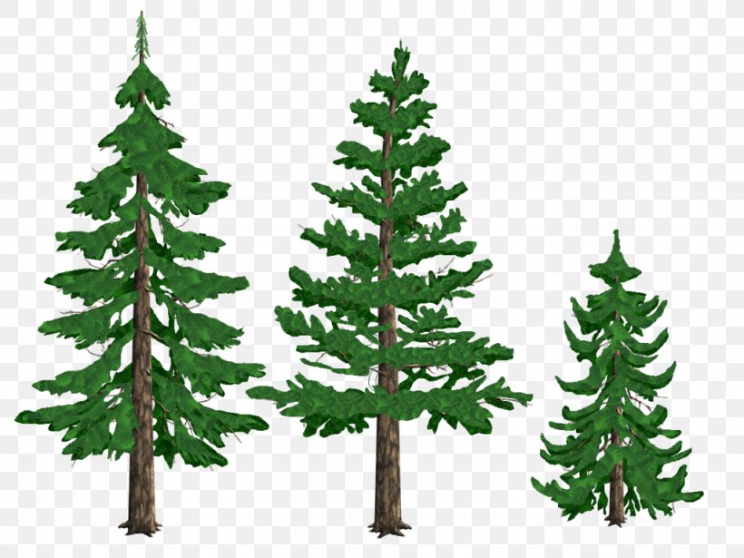 Pine Drawing Tree Conifers Fir, PNG, 1024x768px, Pine, Art, Biome, Branch, Christmas Decoration Download Free
