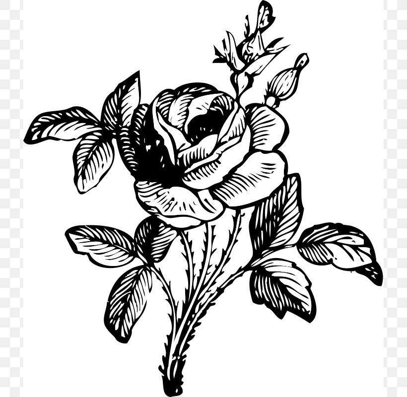 Rose Flower Drawing Clip Art, PNG, 726x800px, Watercolor, Cartoon, Flower, Frame, Heart Download Free