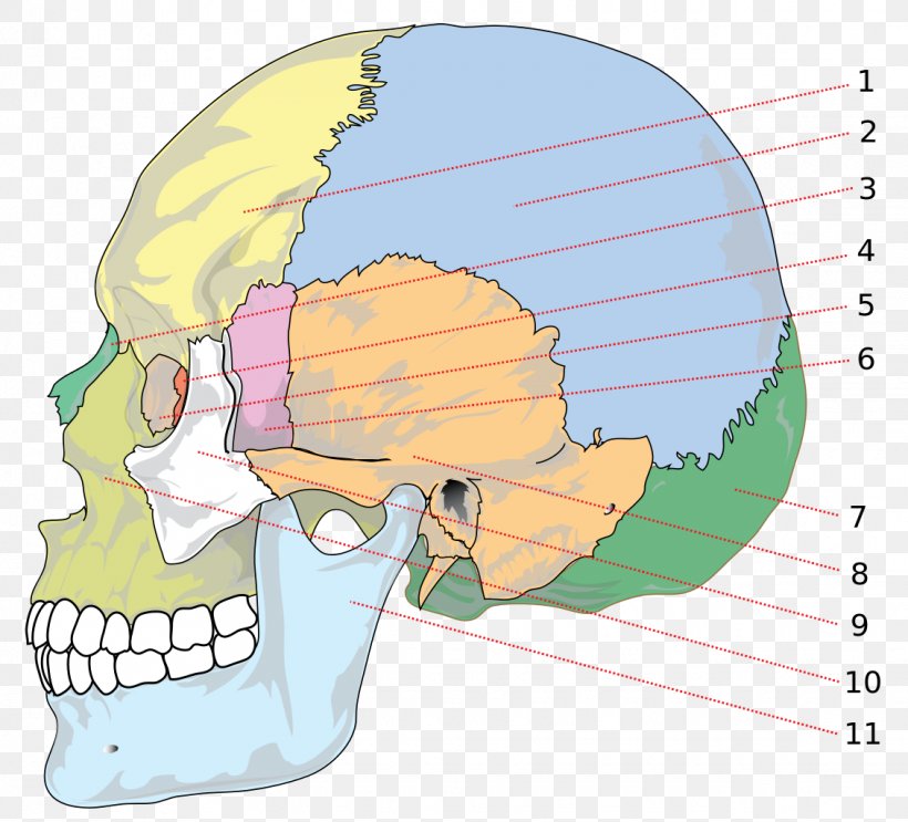 Skull Parietal Bone Anatomy Human Skeleton, PNG, 1130x1024px, Watercolor, Cartoon, Flower, Frame, Heart Download Free