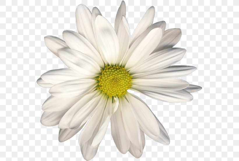 Chamomile Clip Art Raster Graphics Oxeye Daisy, PNG, 569x552px, Chamomile, Aster, Chamaemelum Nobile, Chamomiles, Chrysanthemum Download Free