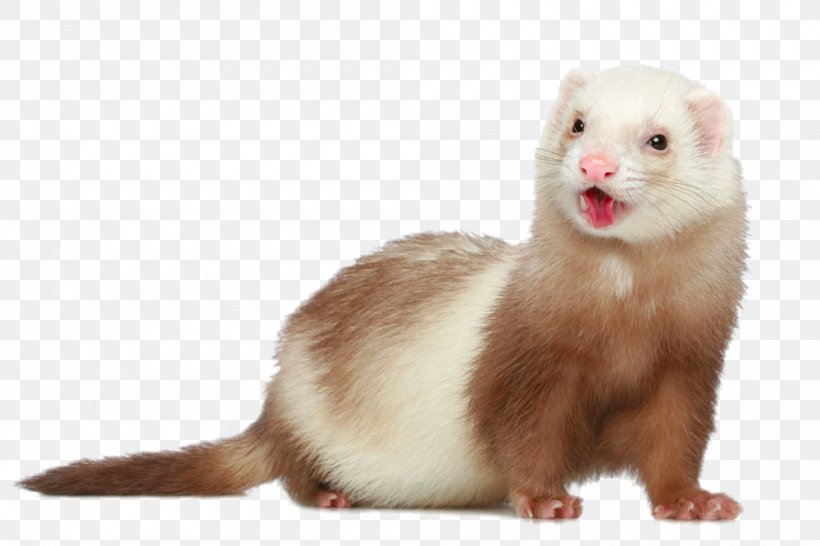 Polecat-ferret Hybrid Dog Pet Stock Photography, PNG, 1000x666px, Ferret, Black Footed Ferret, Can Stock Photo, Carnivoran, Cuteness Download Free